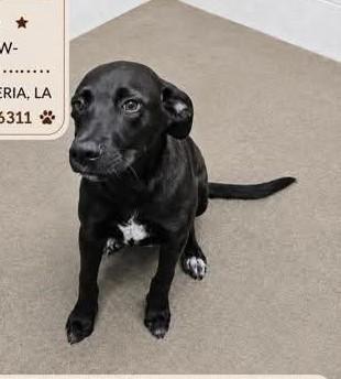 Rolo, a ADOPTABLE mixed breed in North Berwick, ME image 2/2