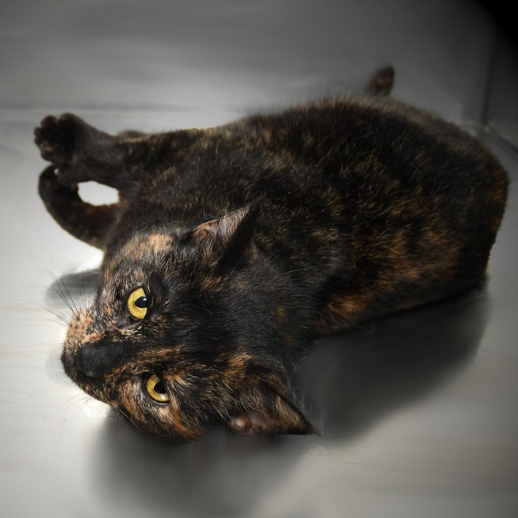 Mamosa, a Adoptable Domestic Short Hair in Natick, MA image 1/5