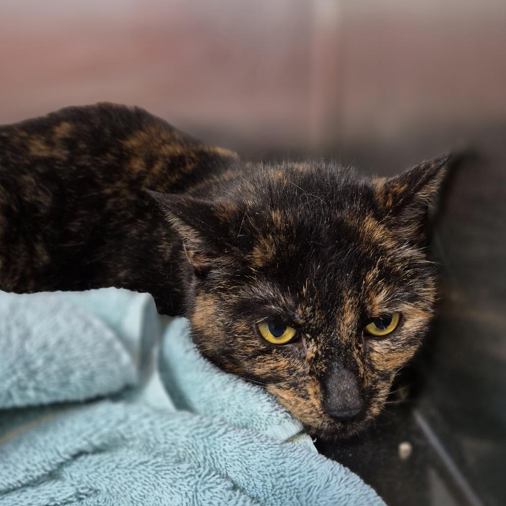 Mamosa, a Adoptable Domestic Short Hair in Natick, MA image 2/5