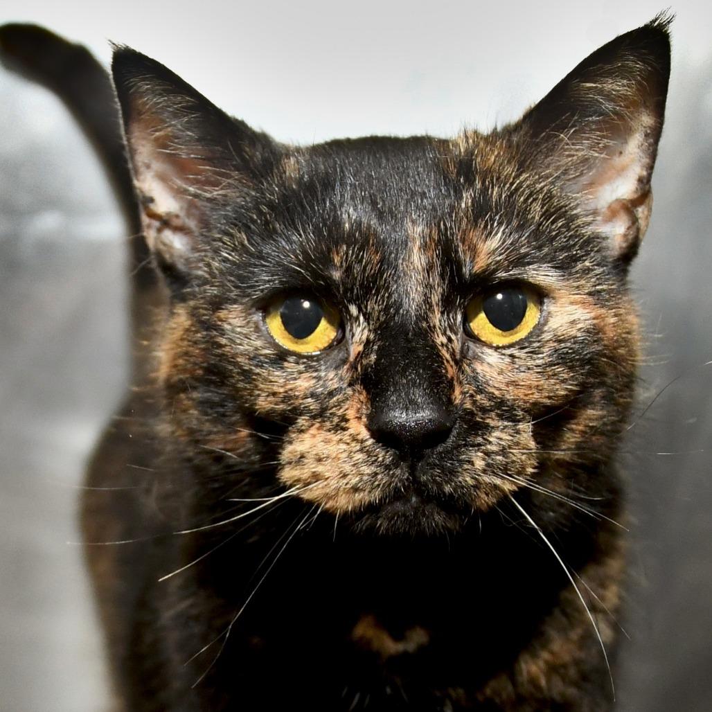 Mamosa, a Adoptable Domestic Short Hair in Natick, MA image 3/5