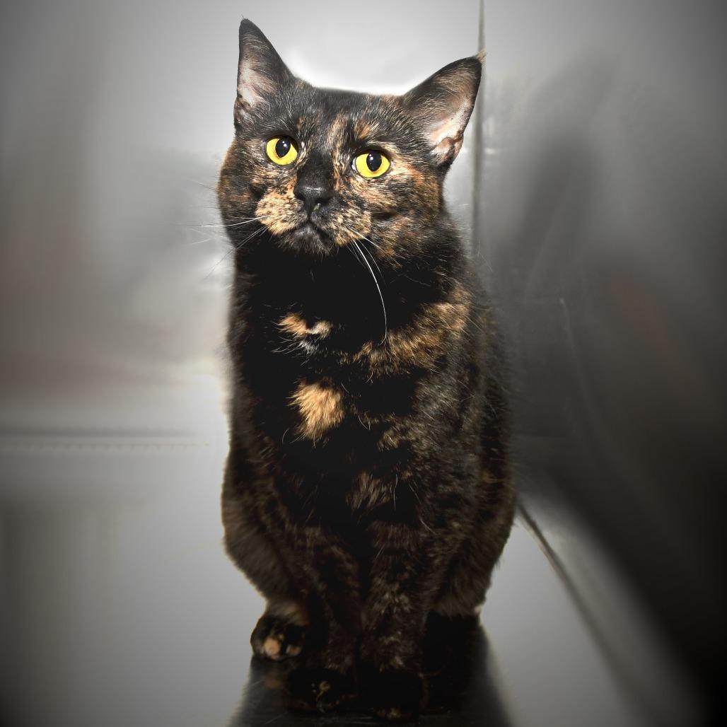 Mamosa, a Adoptable Domestic Short Hair in Natick, MA image 4/5