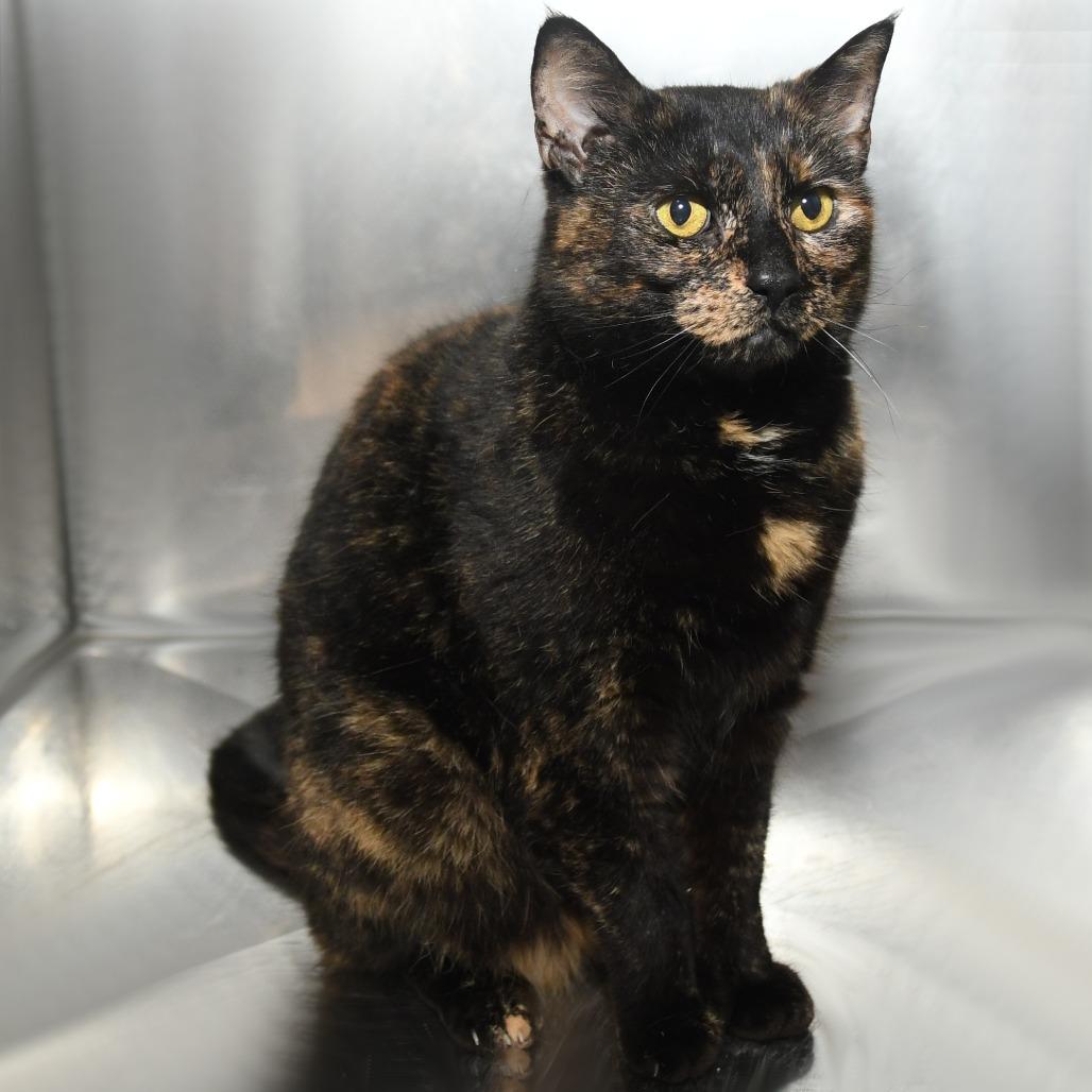 Mamosa, a Adoptable Domestic Short Hair in Natick, MA image 5/5