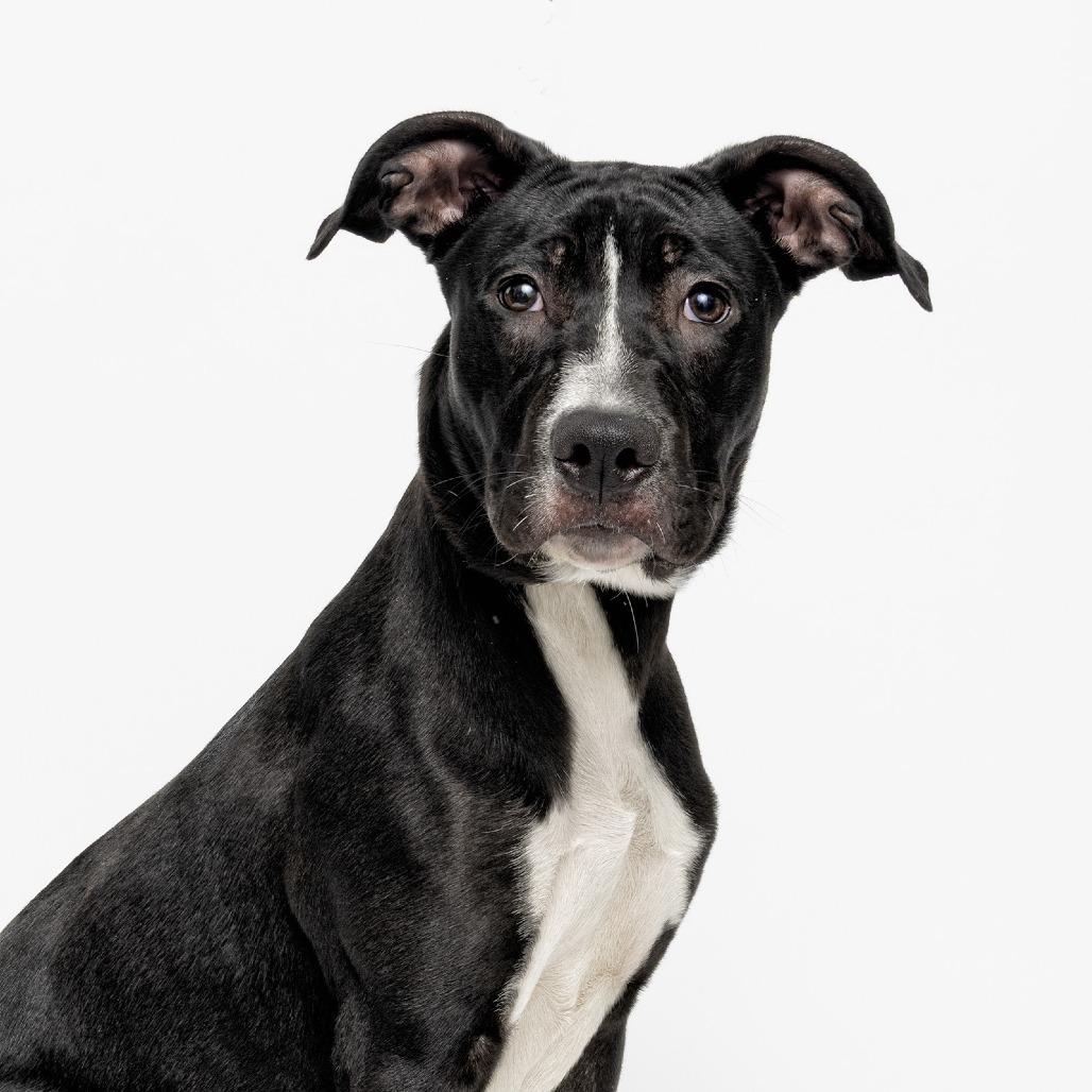 Janie, Adoptable, Young Female Mixed Breed.