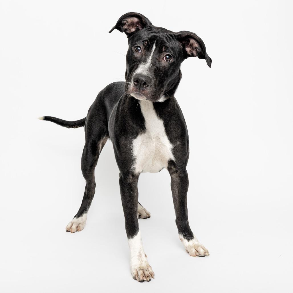 Enlarge Janie, a Adoptable Mixed Breed in Franklin, TN image 2/2