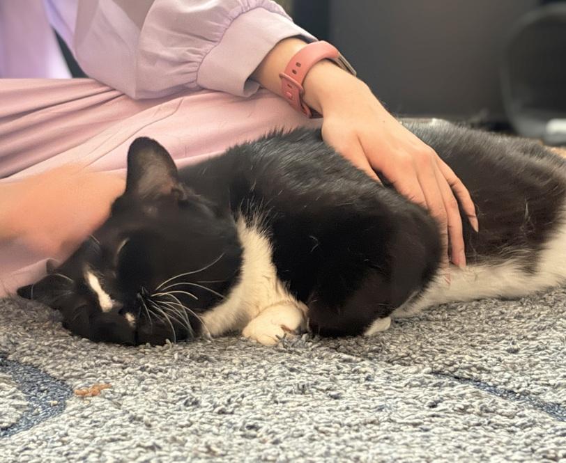 Ravishing Rick (Reduced adoption fee), a Adoptable Domestic Short Hair in Melrose, MA image 6/6