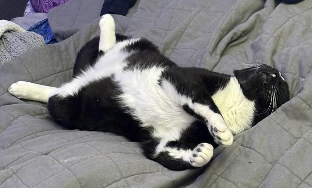 Ravishing Rick (Reduced adoption fee), a Adoptable Domestic Short Hair in Melrose, MA image 5/6