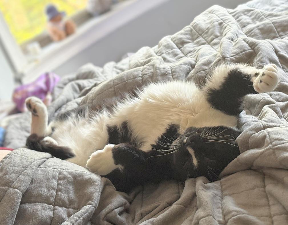 Ravishing Rick (Reduced adoption fee), a Adoptable Domestic Short Hair in Melrose, MA image 3/6
