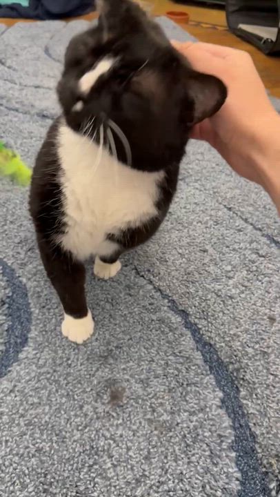 Enlarge Ravishing Rick (Reduced adoption fee), a Adoptable Domestic Short Hair in Melrose, MA video 2/6