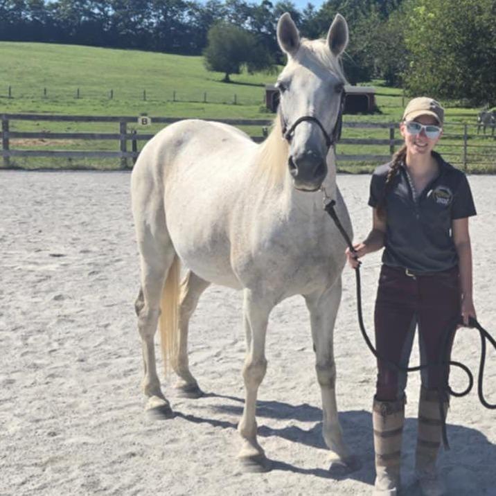 Orzo, a Adoptable Quarterhorse in Quakertown, PA image 1/2