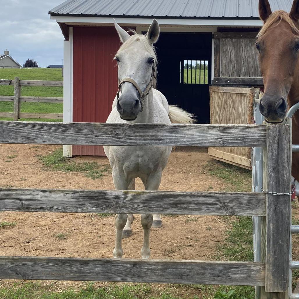 Orzo, a Adoptable Quarterhorse in Quakertown, PA image 2/2