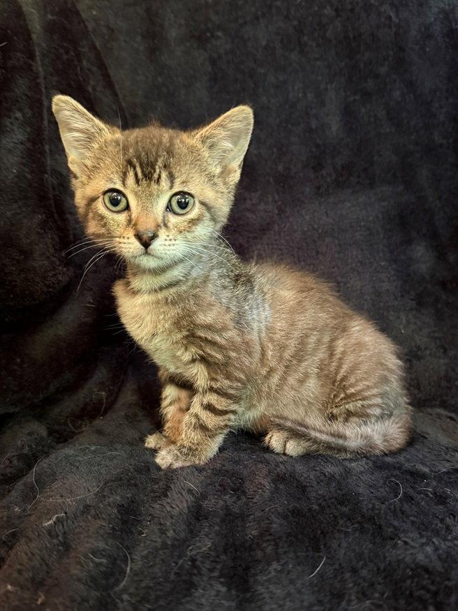 Frederick the Great, a Adoptable Domestic Short Hair in Nashville, TN image 1/3