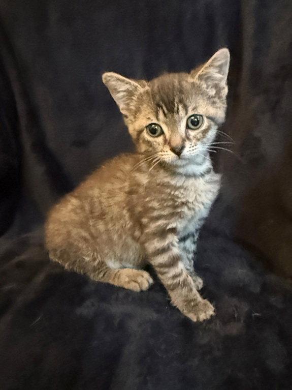 Frederick the Great, a Adoptable Domestic Short Hair in Nashville, TN image 2/3