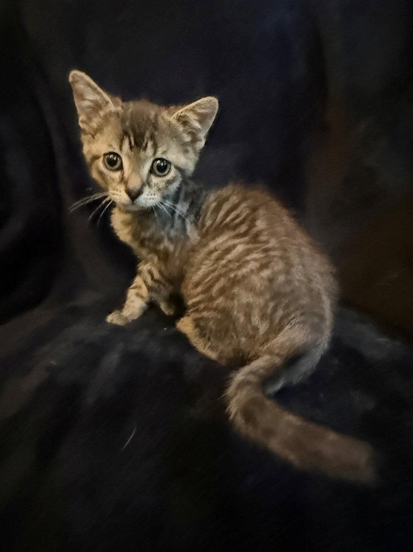 Frederick the Great, a Adoptable Domestic Short Hair in Nashville, TN image 3/3