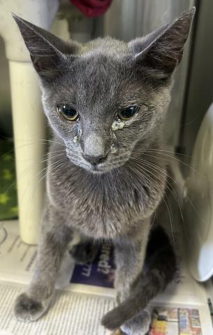 Enlarge ADELINE, a Adoptable Domestic Short Hair in Pensacola, FL image 1/1