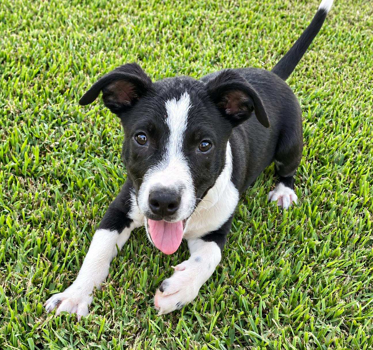 Enlarge Charlie, a Adoptable mixed breed in Chepachet, RI image 3/6