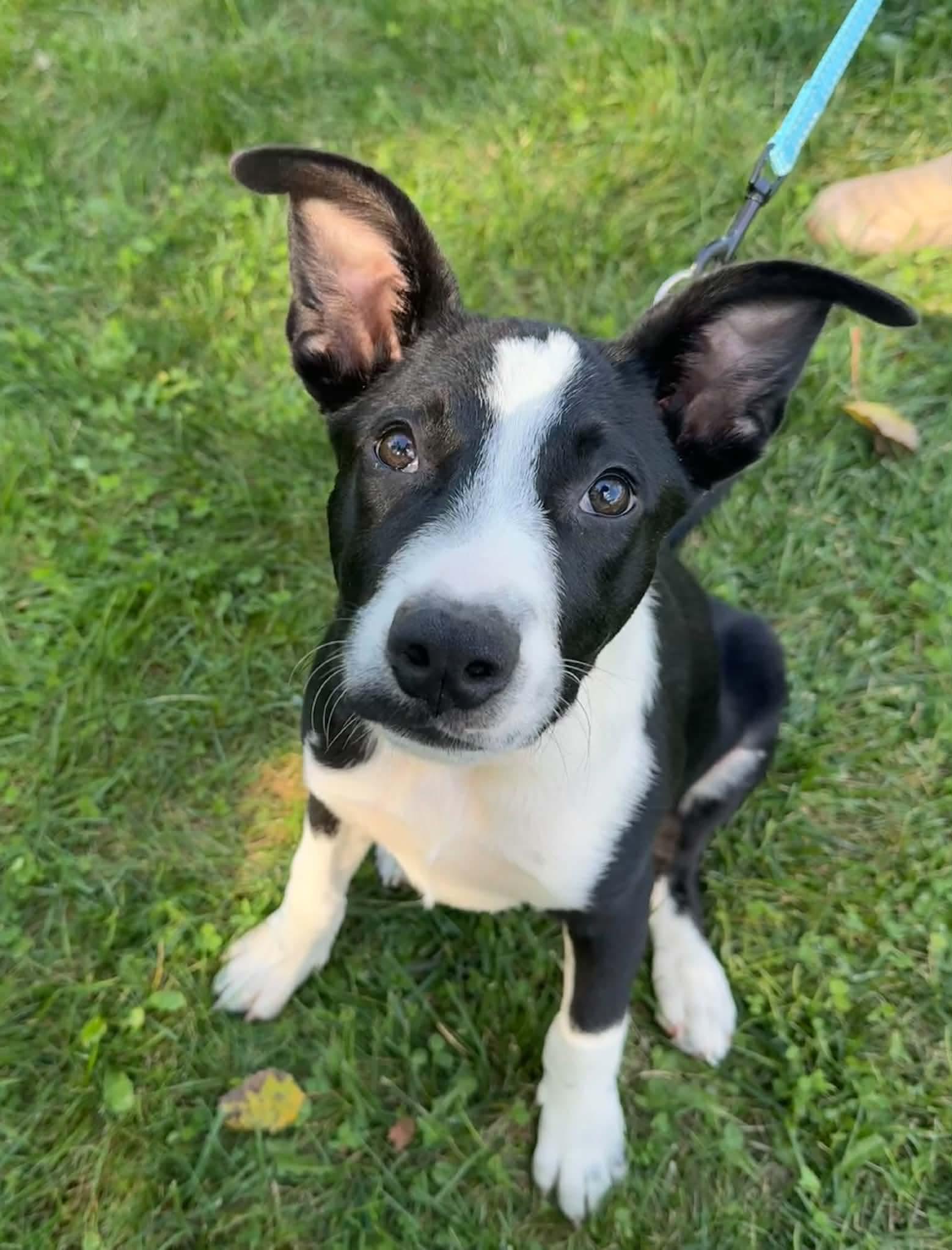 Enlarge Charlie, a Adoptable mixed breed in Chepachet, RI image 2/6