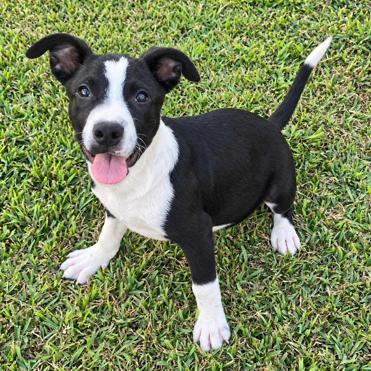 Charlie, Adoptable, Puppy Male Terrier.