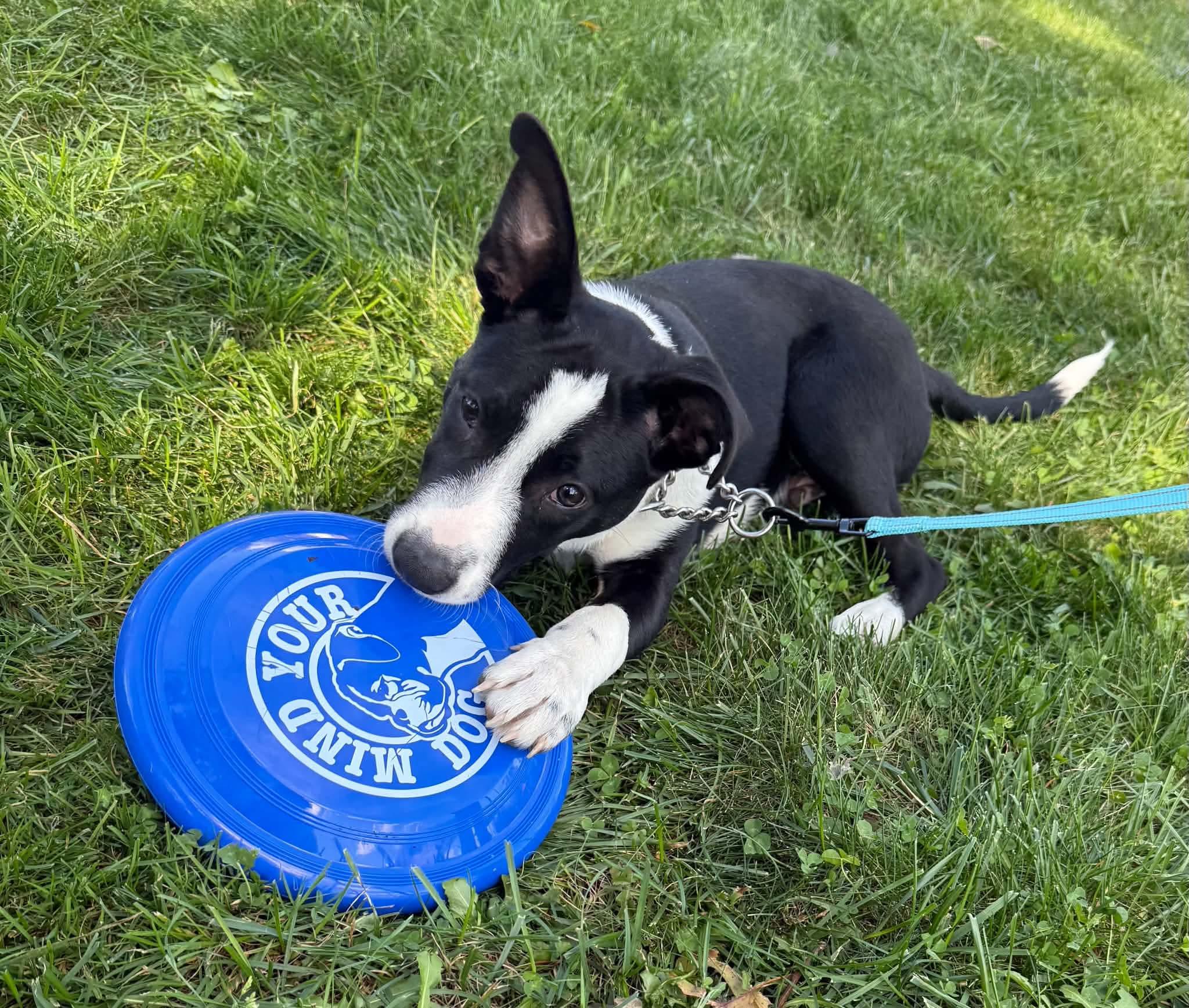 Enlarge Charlie, a Adoptable mixed breed in Chepachet, RI image 6/6