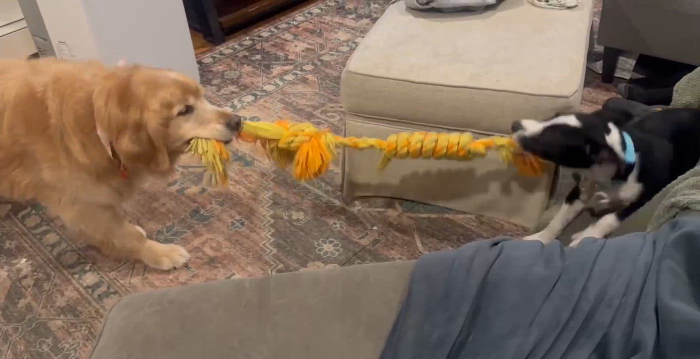 Enlarge Charlie, a Adoptable mixed breed in Chepachet, RI video 5/6