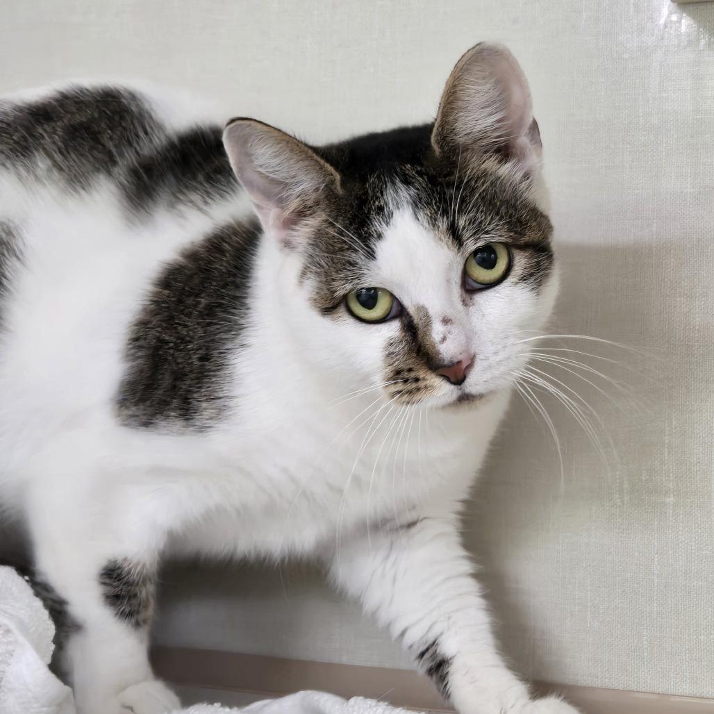 Enlarge Avery, a Adoptable Domestic Short Hair in Tawas City, MI image 1/1