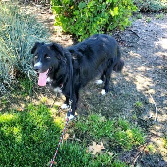 Enlarge Ogallala, a Adoptable mixed breed in Fort Lupton, CO image 1/6