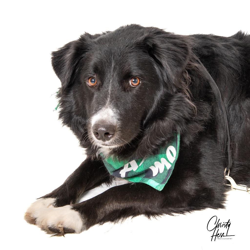 Enlarge Ogallala, a Adoptable mixed breed in Fort Lupton, CO image 4/6