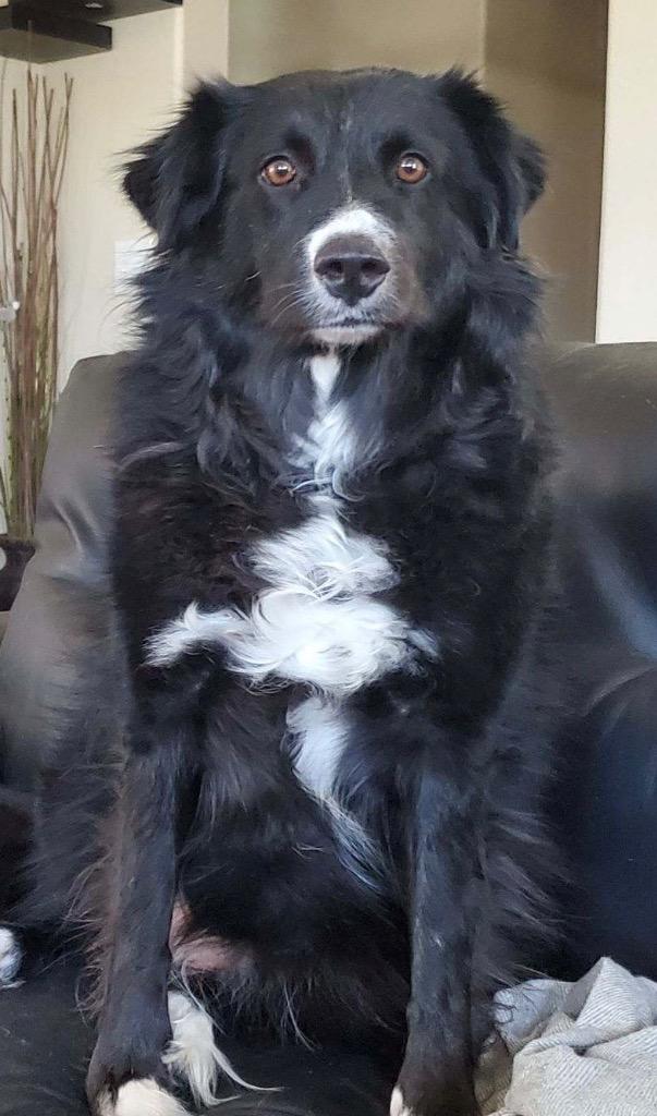 Enlarge Ogallala, a Adoptable mixed breed in Fort Lupton, CO image 4/6