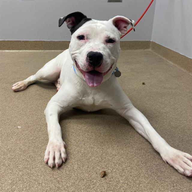 RANDAL, Adoptable, Young Male Pit Bull Terrier.