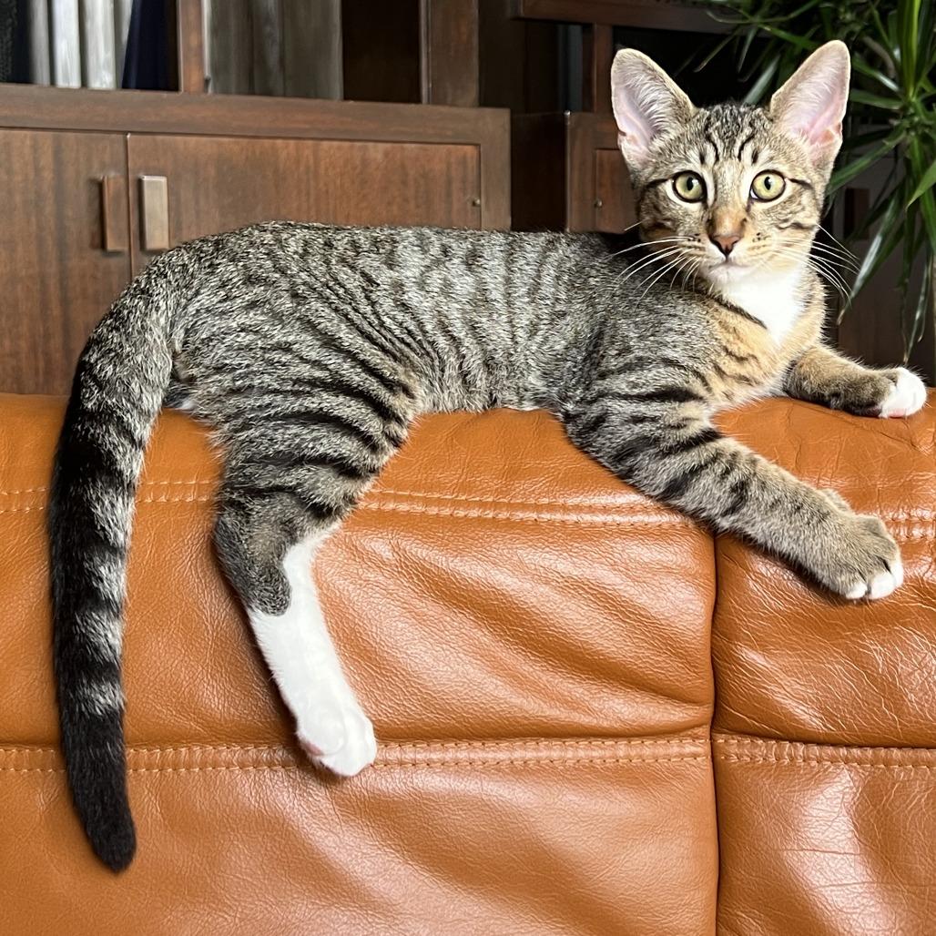 Chopstick — thumbnail 2