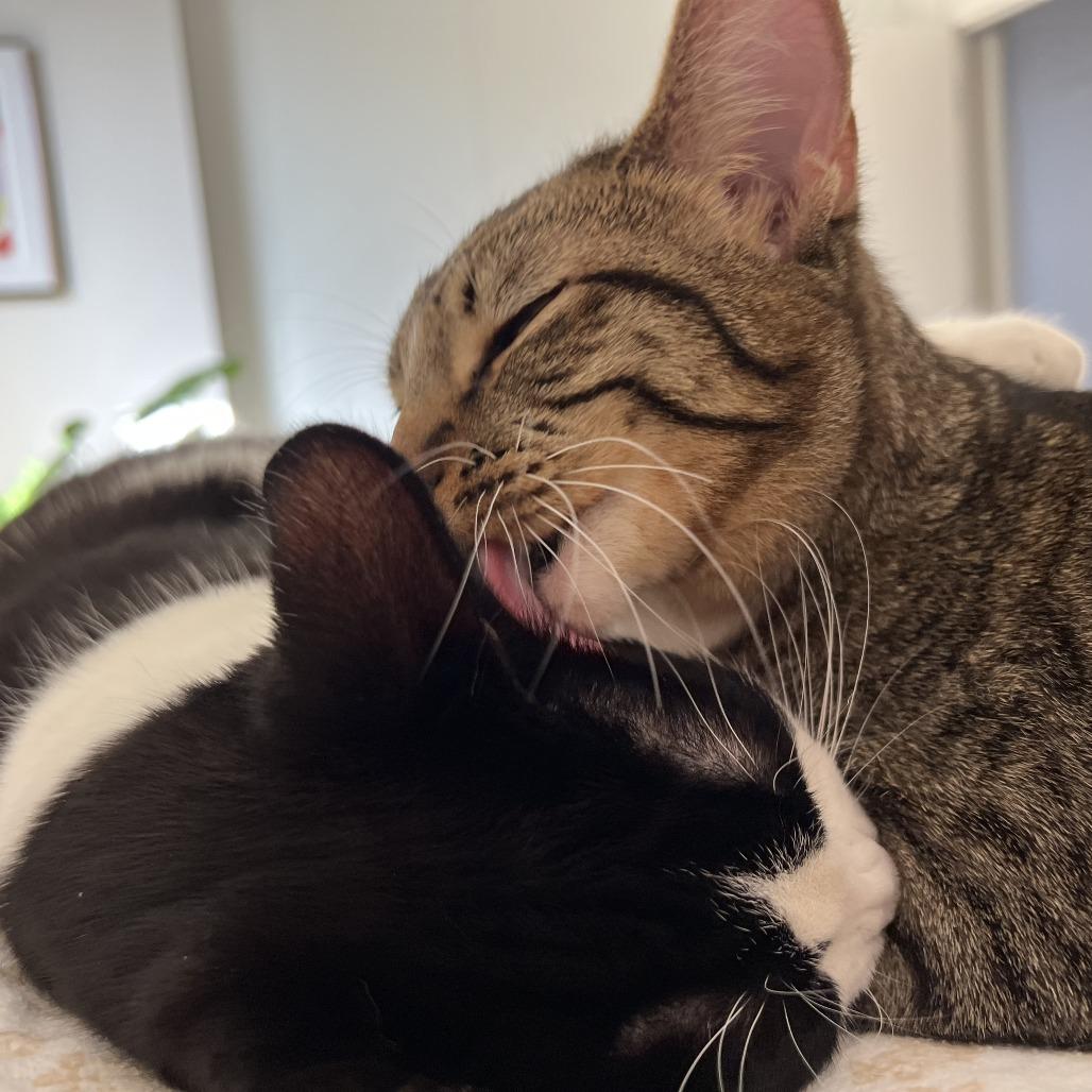 Chopstick — thumbnail 3