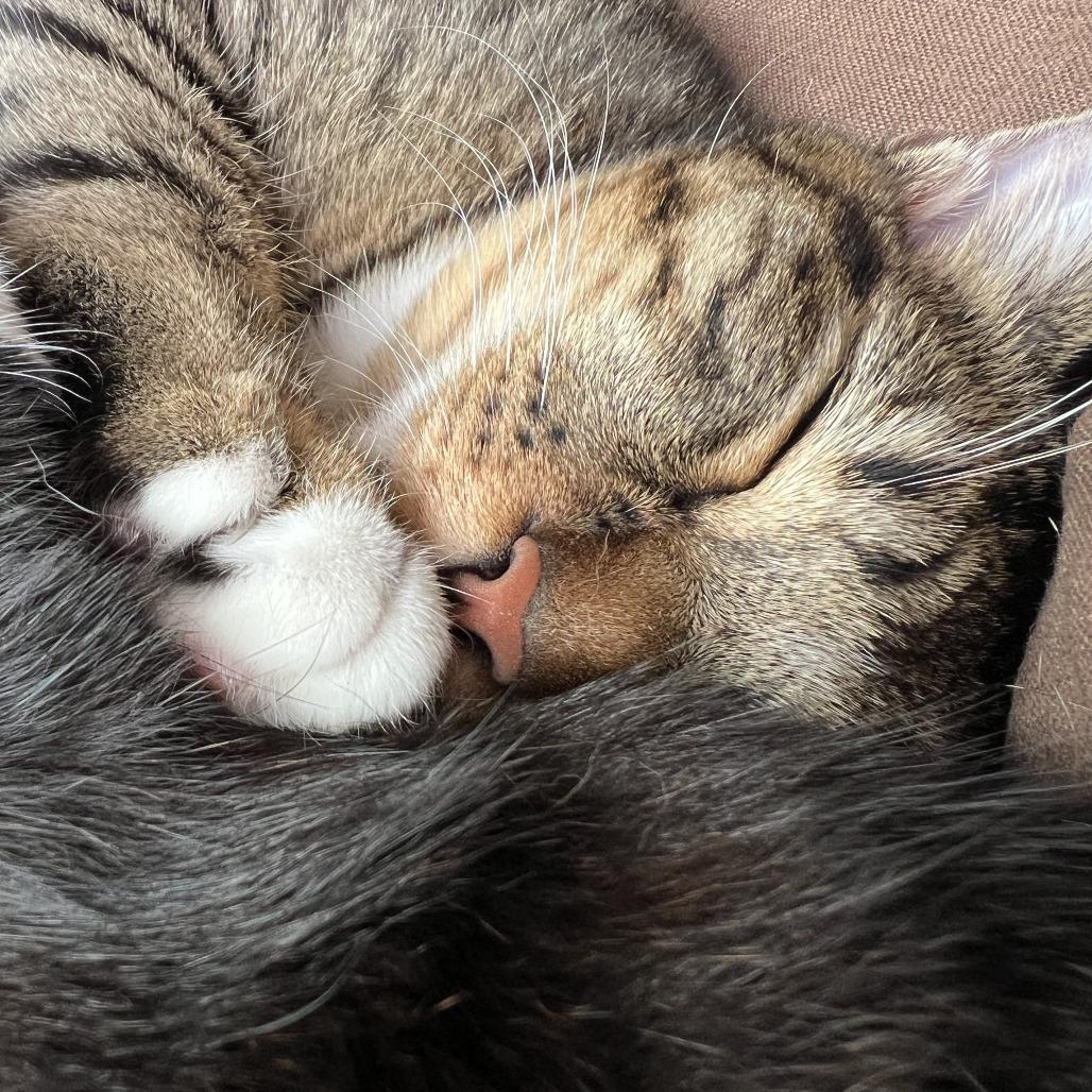 Chopstick — thumbnail 4