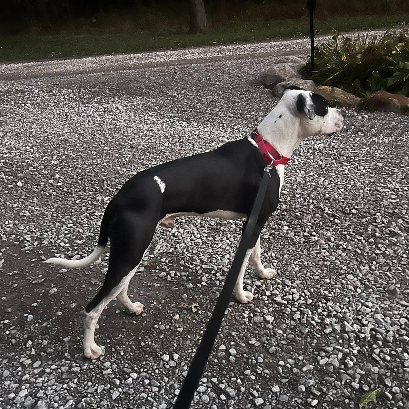 Enlarge Yogi, a Adoptable mixed breed in Grafton, OH image 5/5