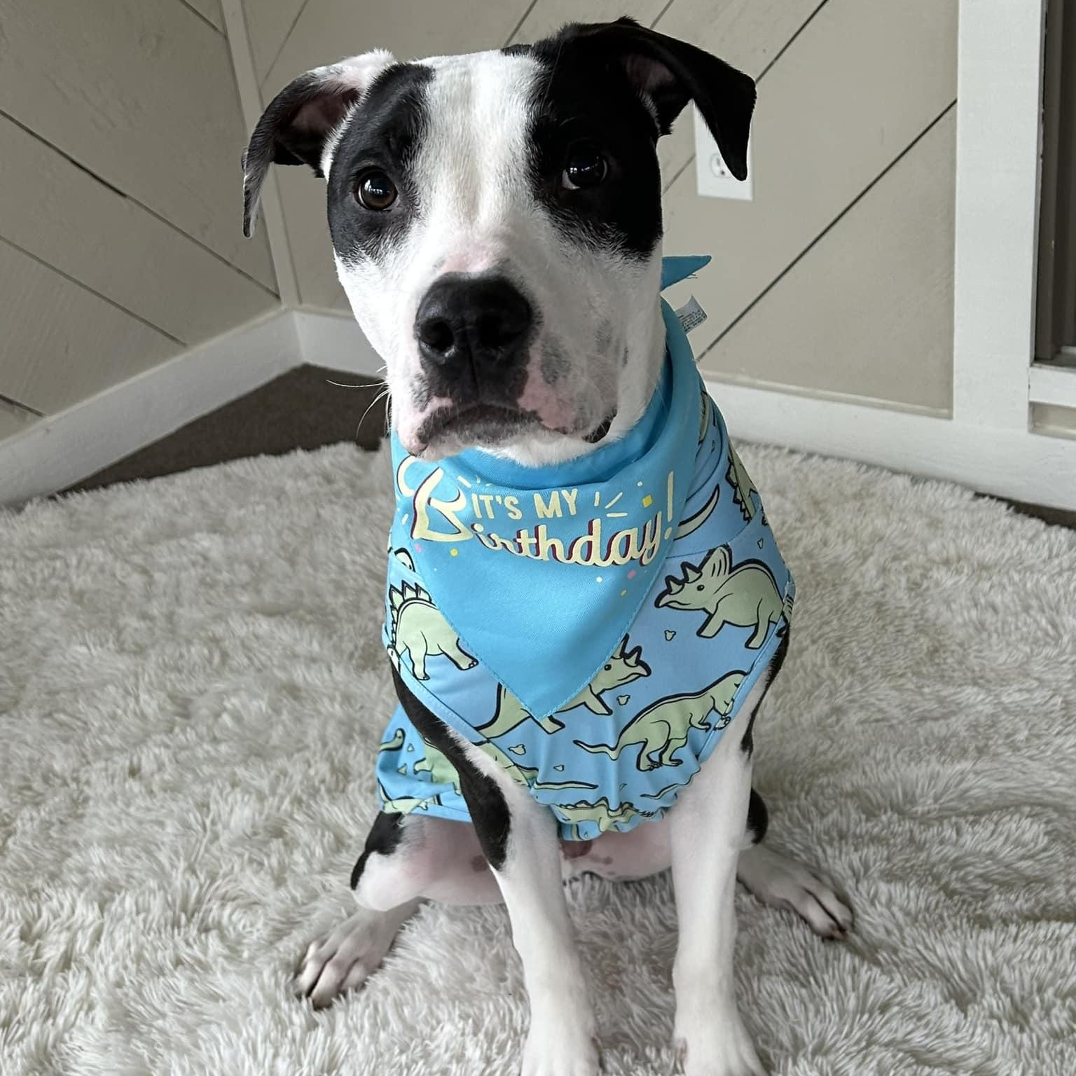 Enlarge Yogi, a Adoptable mixed breed in Grafton, OH image 4/5