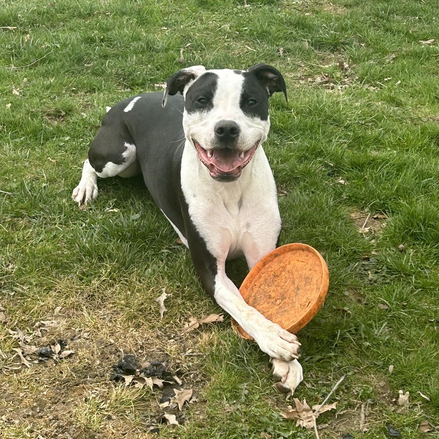 Enlarge Yogi, a Adoptable mixed breed in Grafton, OH image 3/5