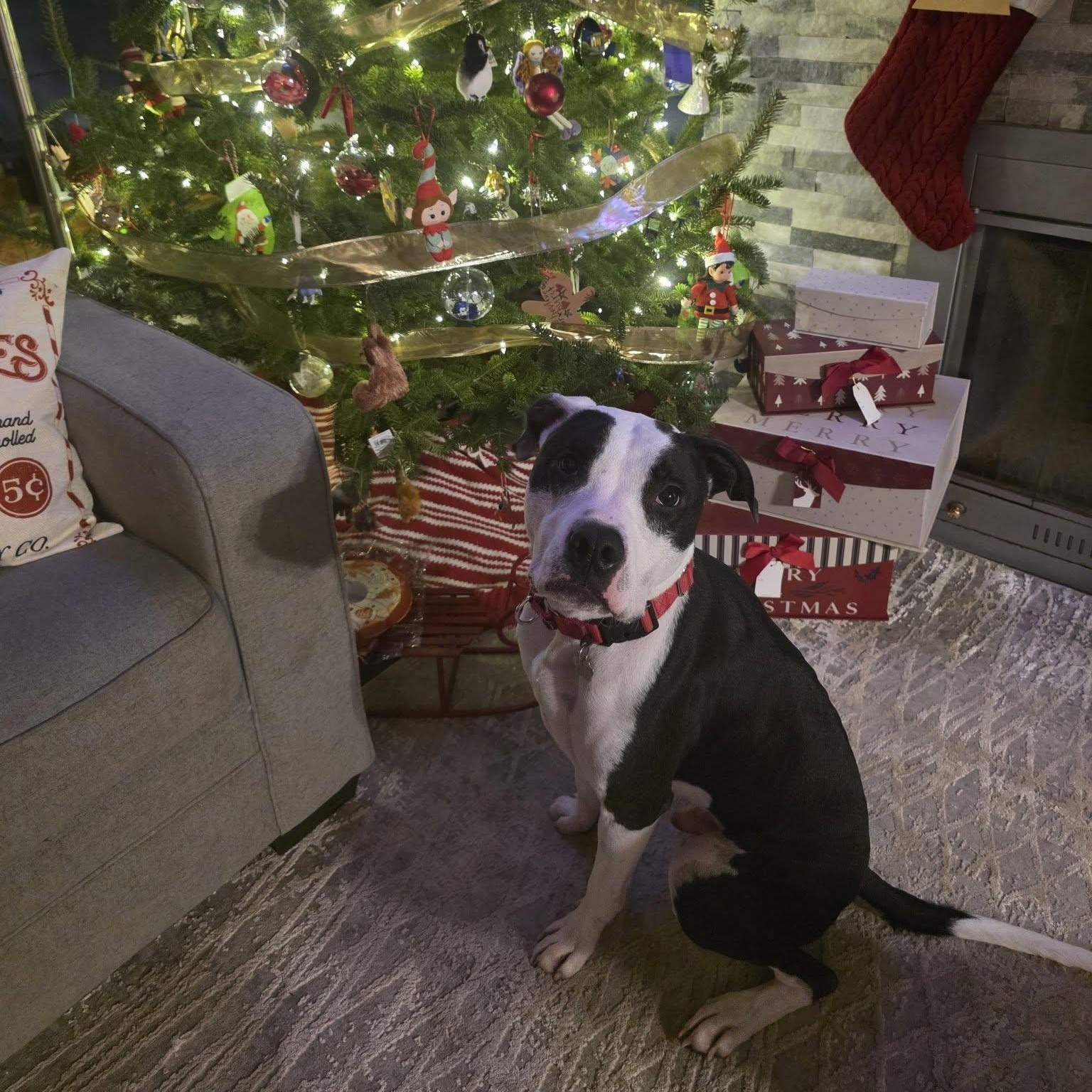 Enlarge Yogi, a Adoptable mixed breed in Grafton, OH image 1/5