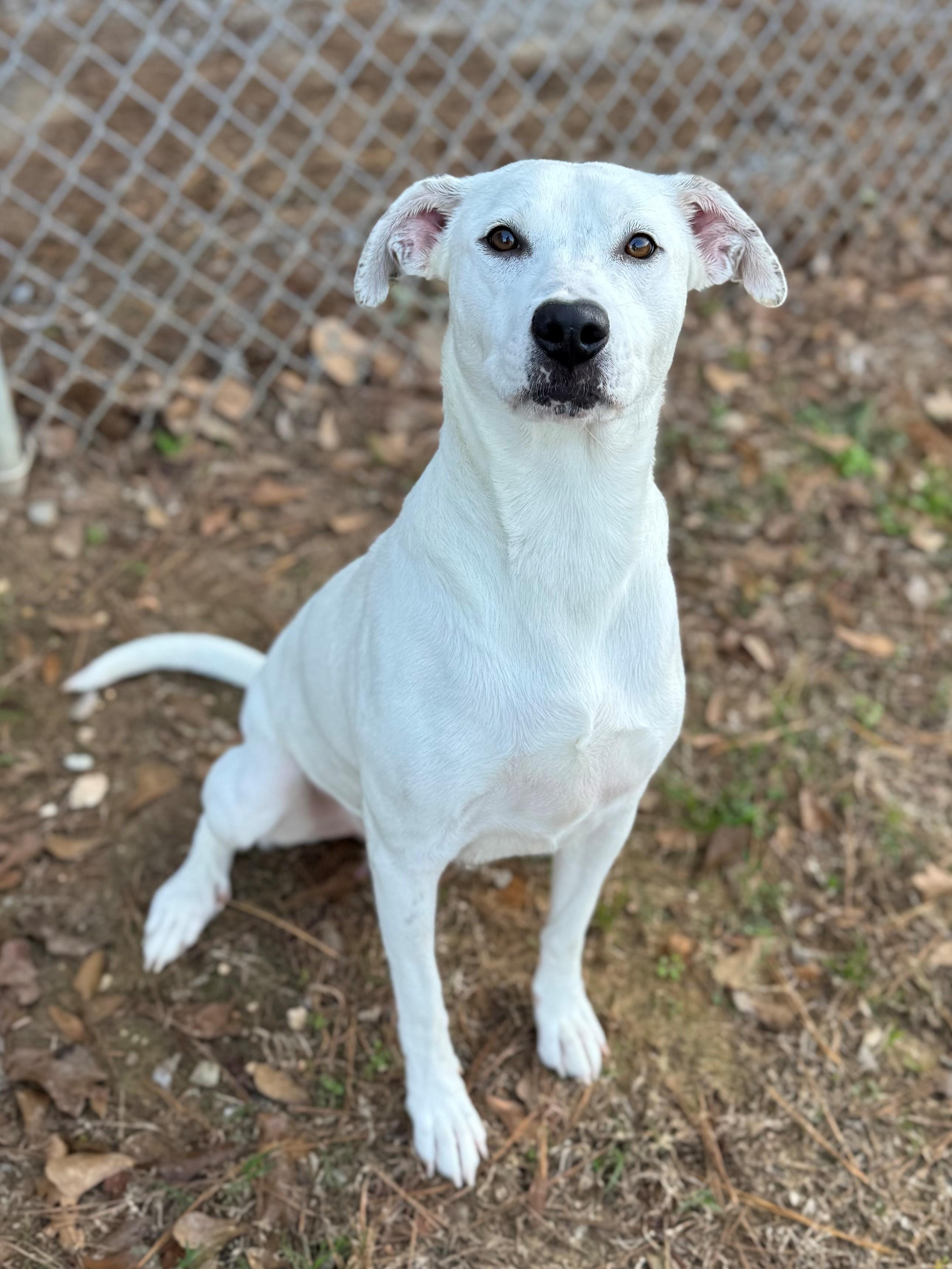 Enlarge Bentley , a ADOPTABLE mixed breed in Summerdale, AL image 1/1