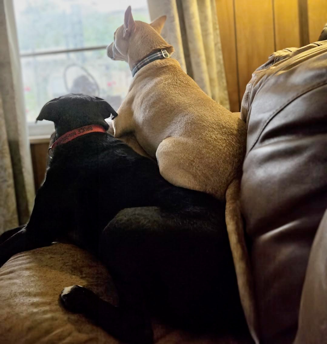 Bruce, a Adoptable Black Labrador Retriever in Knoxville, TN image 6/6