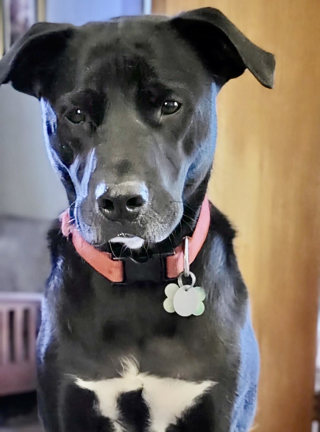 Bruce, a Adoptable Black Labrador Retriever in Knoxville, TN image 3/6