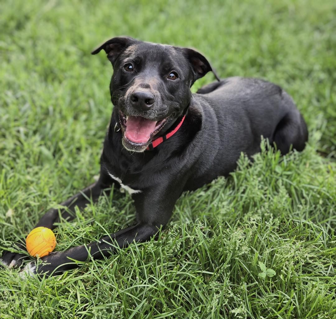 Bruce, a Adoptable Black Labrador Retriever in Knoxville, TN image 2/6