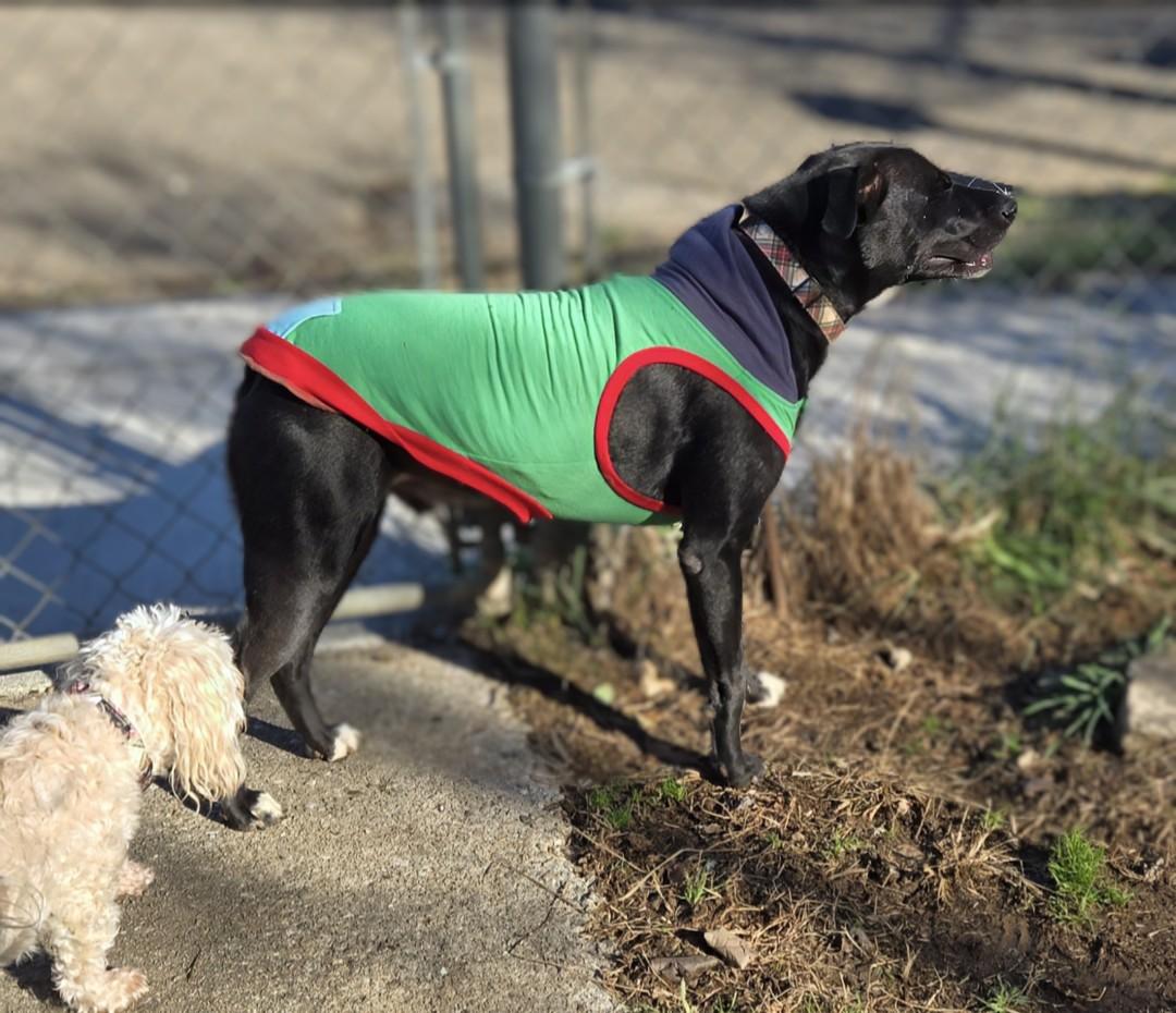 Bruce, a Adoptable Black Labrador Retriever in Knoxville, TN image 4/6