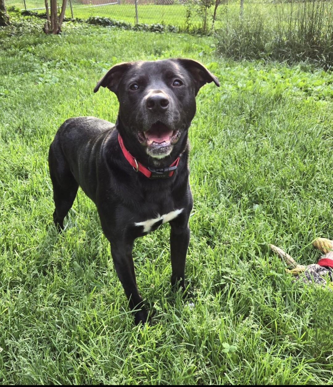 Bruce, a Adoptable Black Labrador Retriever in Knoxville, TN image 1/6