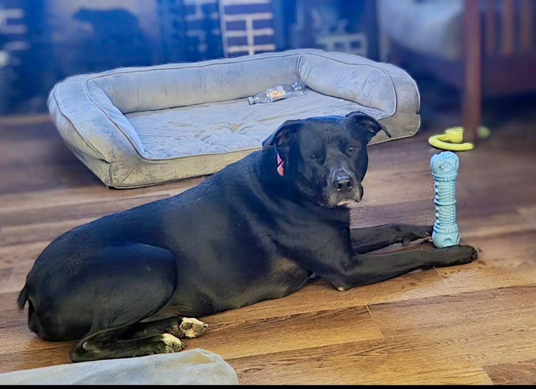 Bruce, a Adoptable Black Labrador Retriever in Knoxville, TN image 5/6