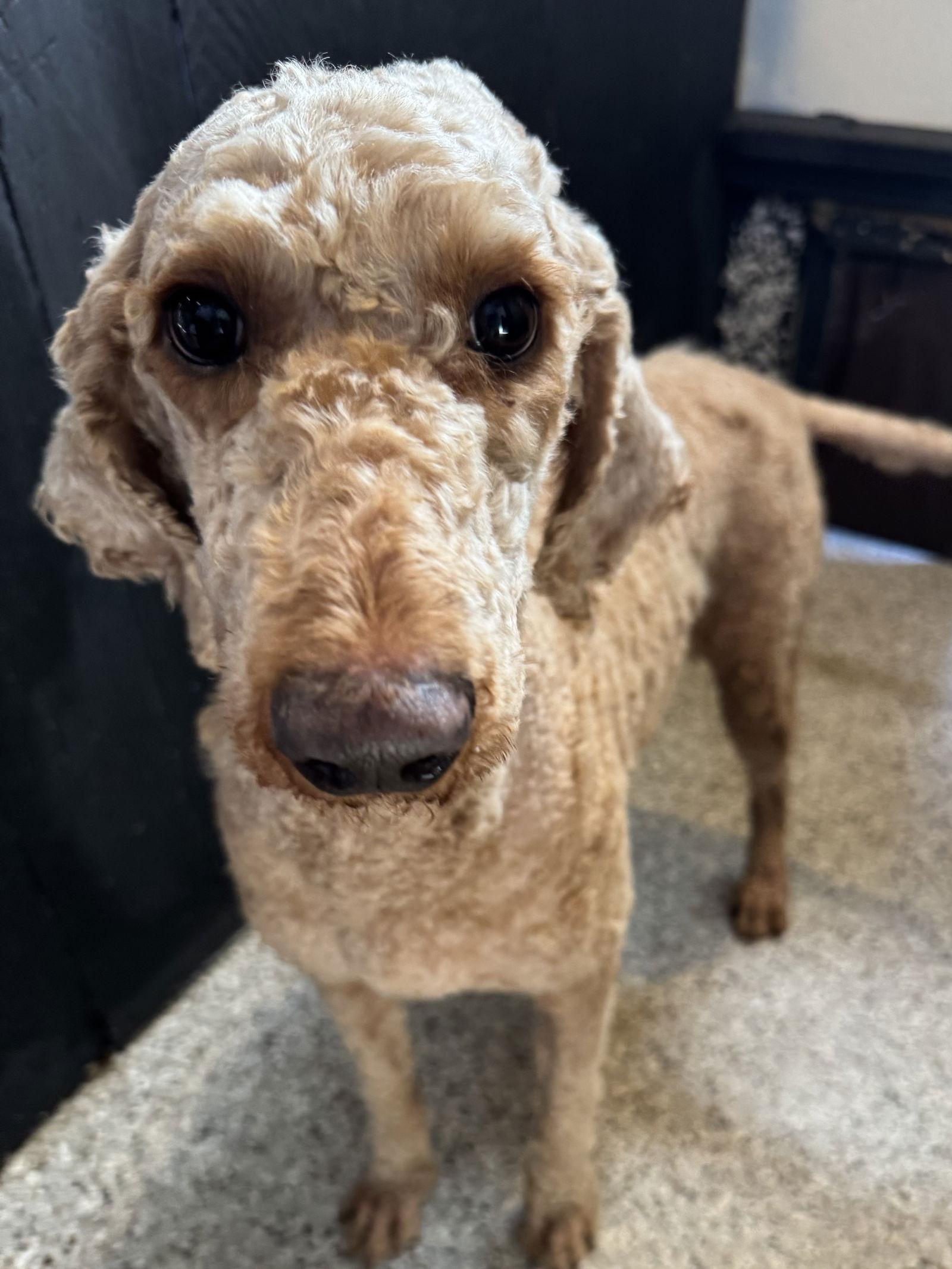 Lucy, Adopted, Young Female Golden Retriever & Standard Poodle.