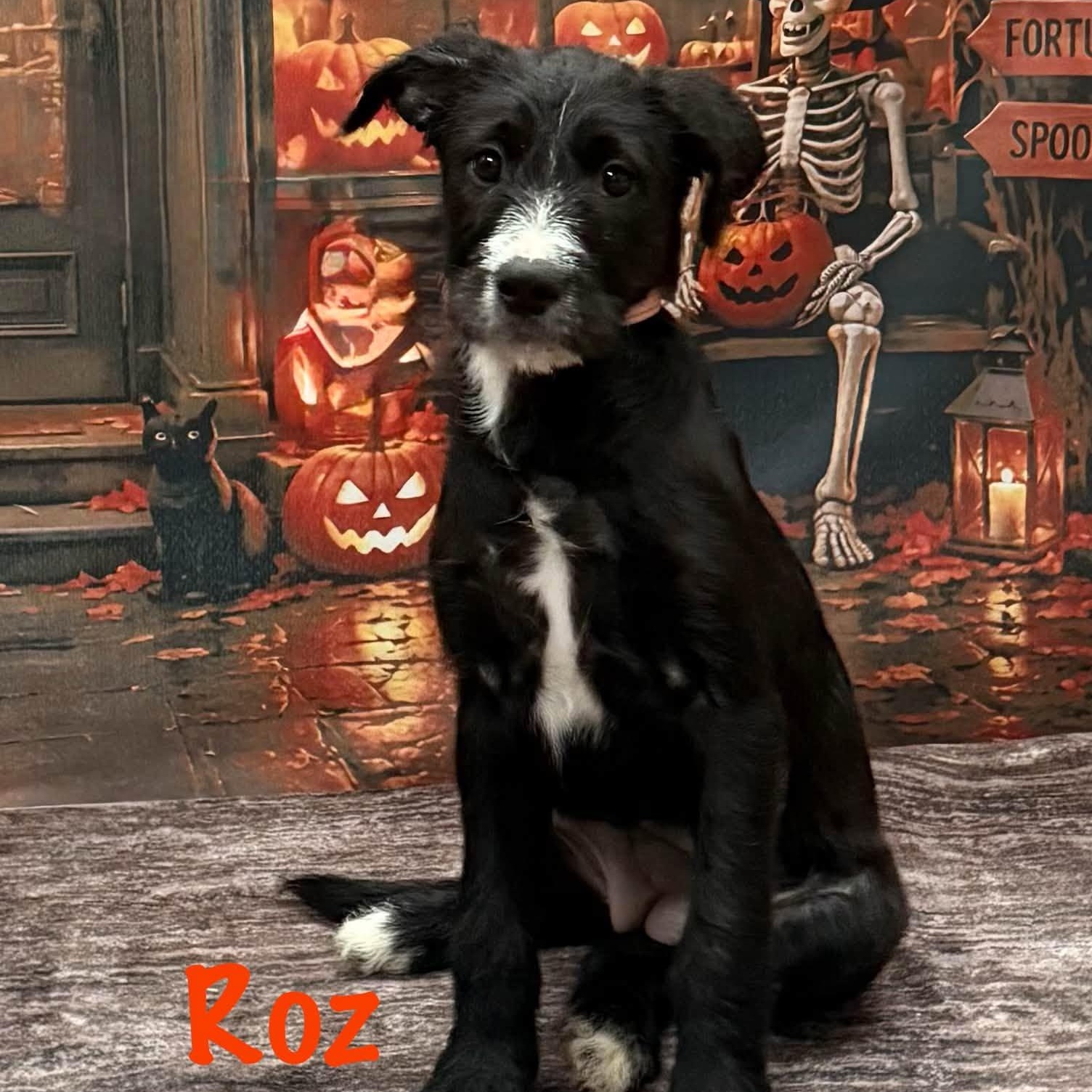 Enlarge Roz, a Adoptable mixed breed in Albany, NY image 4/5