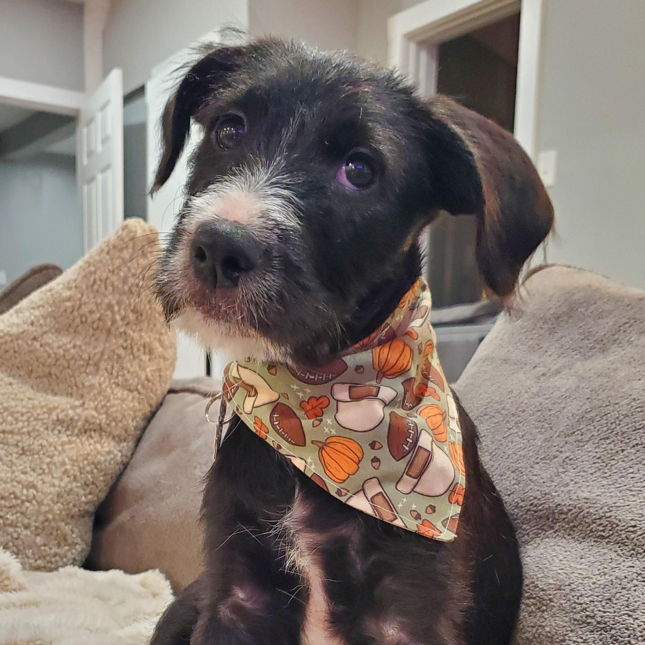 Roz, Adoptable, Puppy Female Hound & Labradoodle.