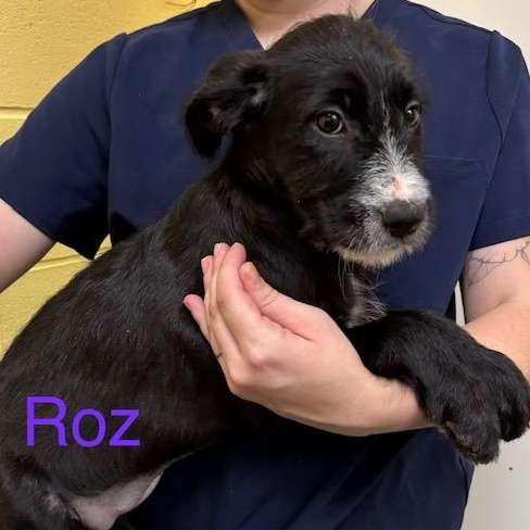 Enlarge Roz, a Adoptable mixed breed in Albany, NY image 5/5