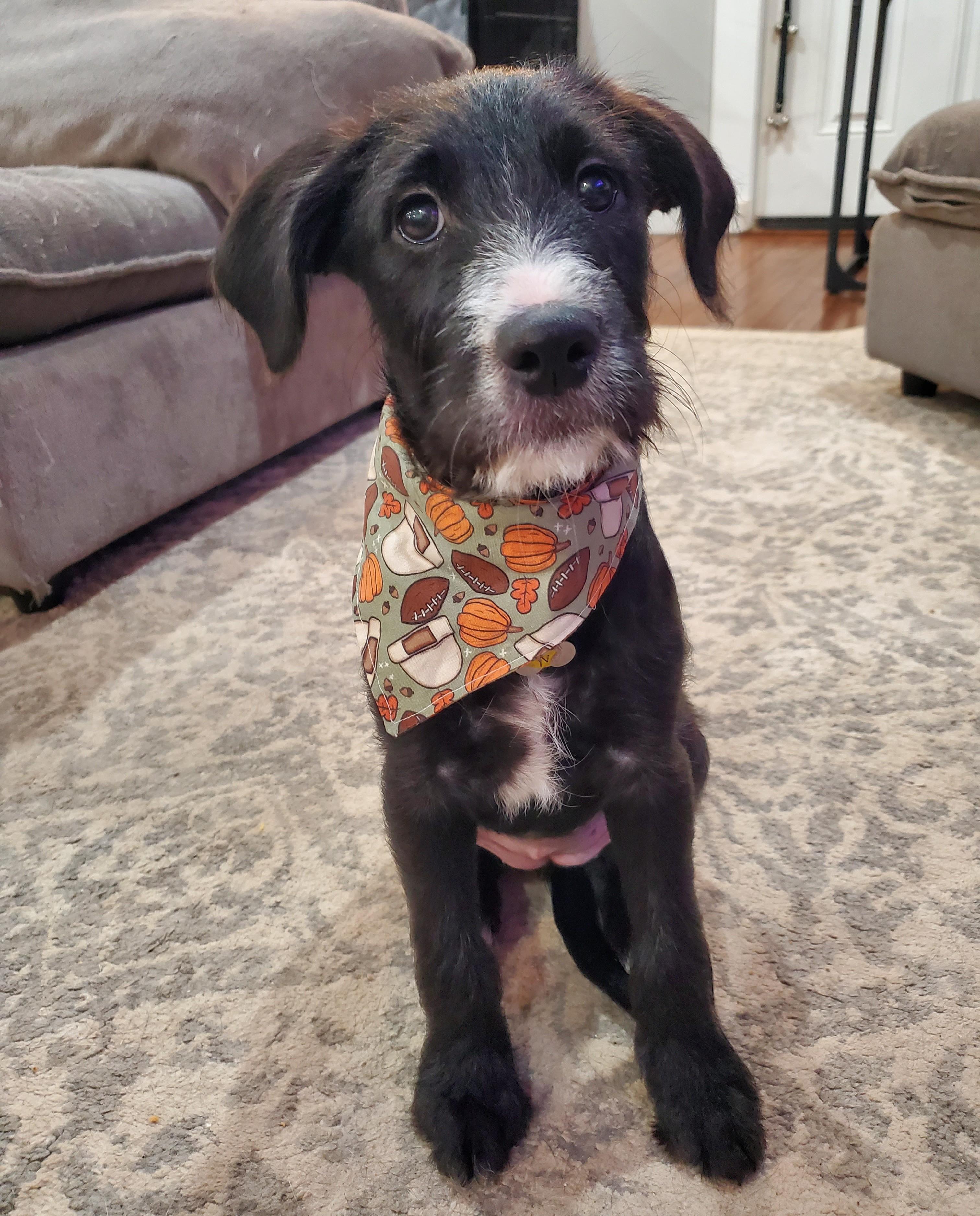 Enlarge Roz, a Adoptable mixed breed in Albany, NY image 2/5
