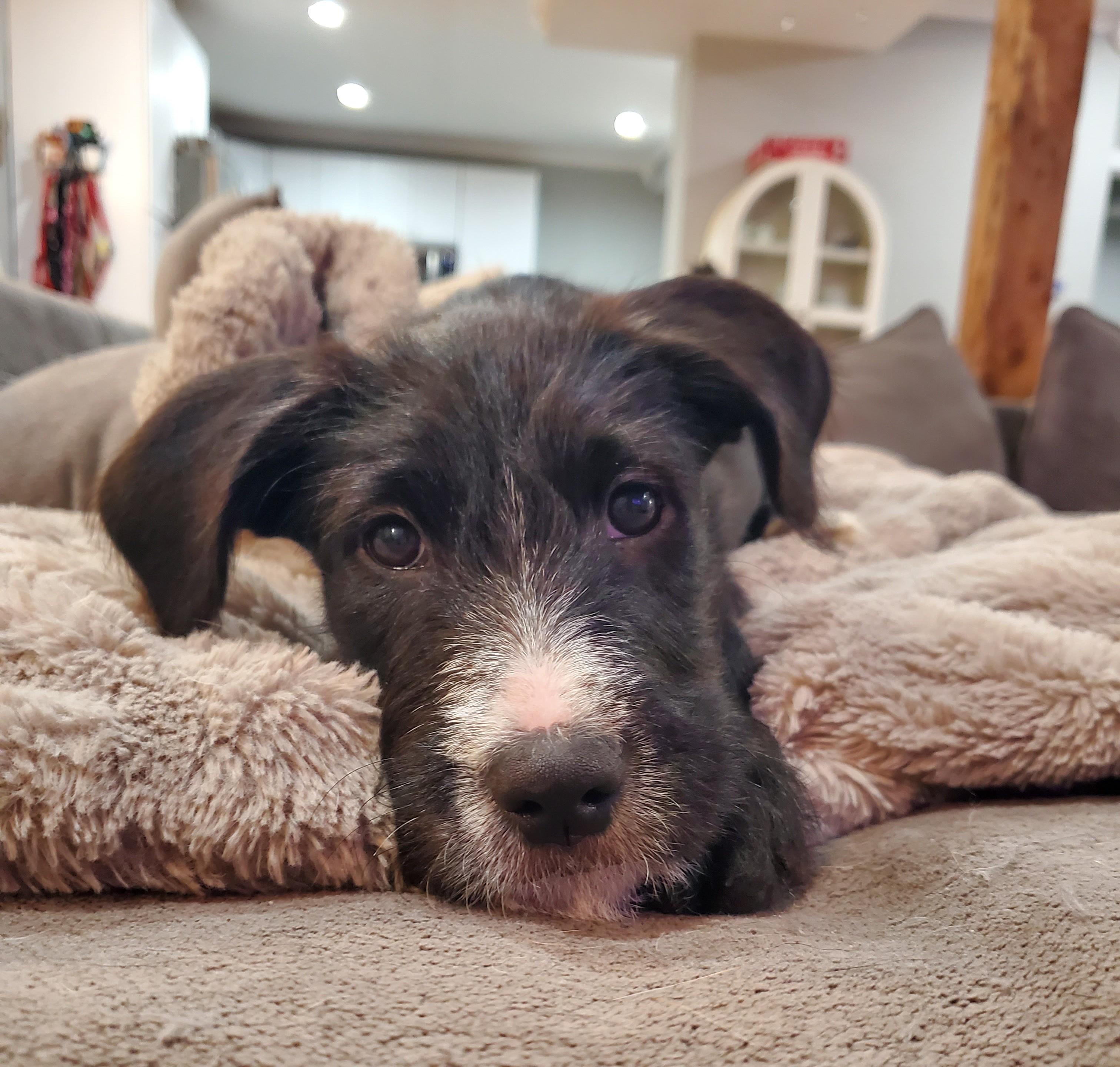 Enlarge Roz, a Adoptable mixed breed in Albany, NY image 3/5