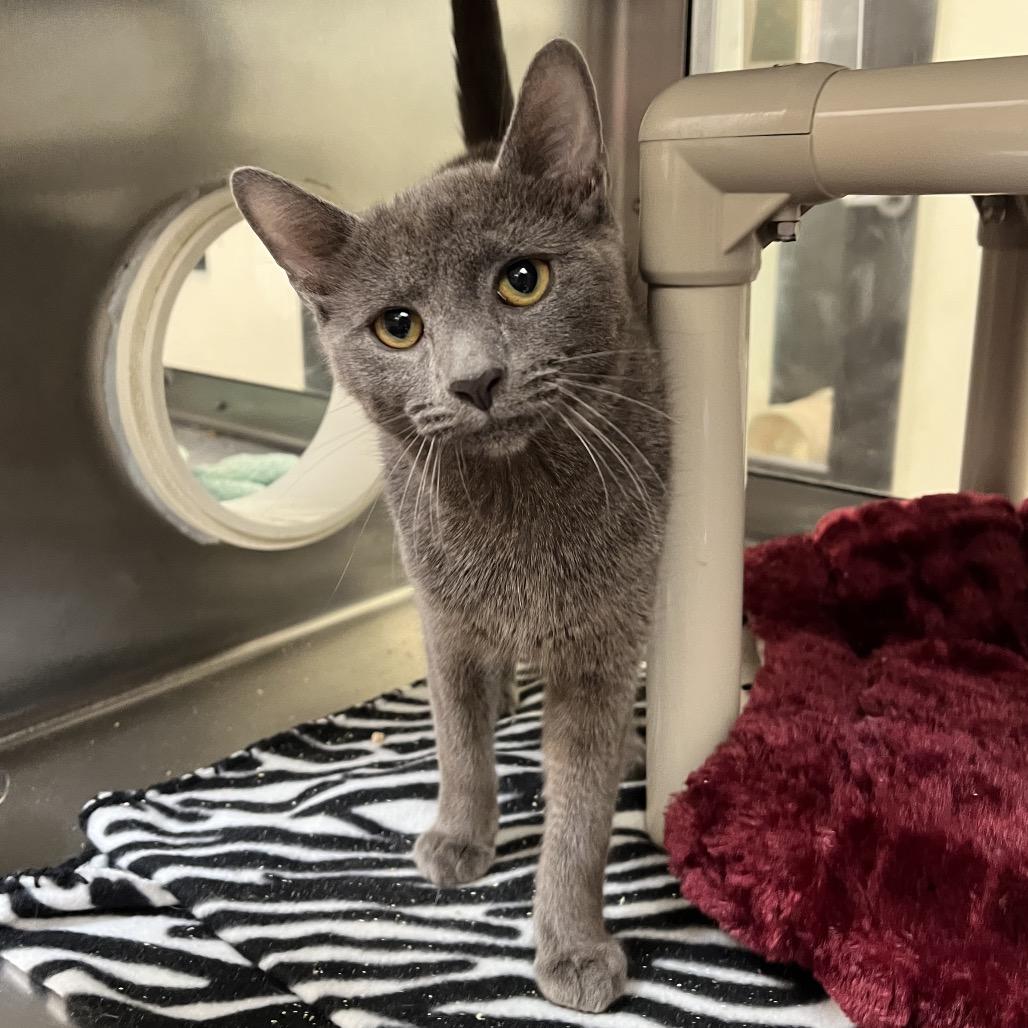 Hayride, Adoptable, Young Male Domestic Short Hair.