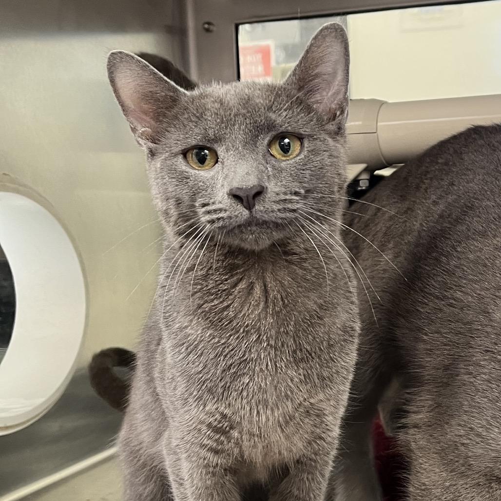 Enlarge Hayride, a Adoptable Domestic Short Hair in York, PA image 2/5